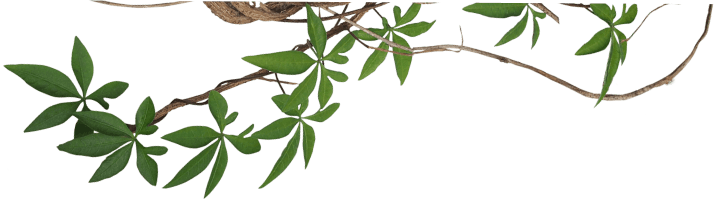 branch