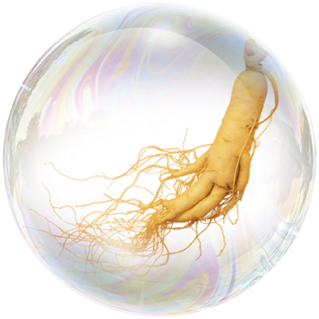 Raíz de ginseng (Panax ginseng)