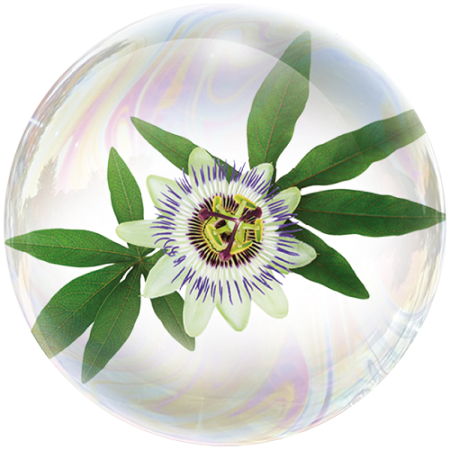 Flor de la pasión (Passiflora)