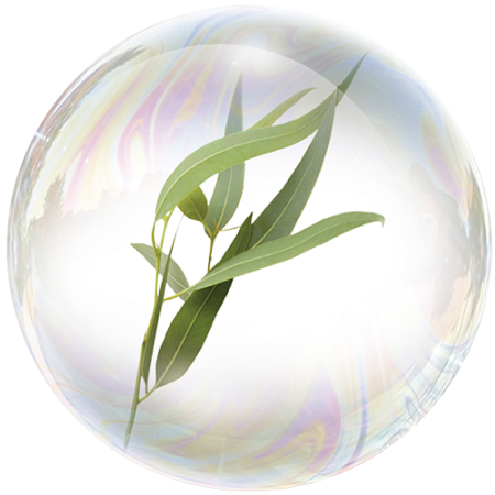 Eucalipto (Eucalyptus globulus)